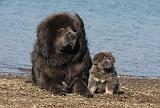 DOGUE DU TIBET 103